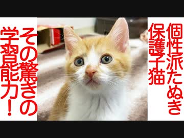 個性派保護たぬき子猫、驚くべき賢さを見せつける