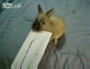 賢いウサちゃん