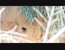 カワセミの巣穴に夫婦