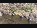 久々動画 - はやい春 in 2023