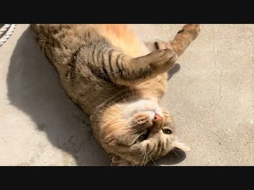 暖かいし もうイイかな？