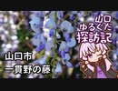 【VOICEROID車載】山口ゆるぐだ探訪記【山口市一貫野の藤】
