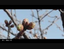 春に一番近い街 / 40mP feat.hato【歌ってみた】