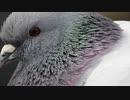 望遠最強カメラで鳩　Nikon P1000