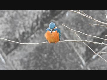 まるい鳥かわいい