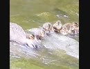 10雛十色