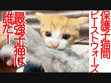 最強子猫決定！保護子猫姉妹間ビーストウォーズ