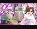 【日本酒】来福 さくら 続きの晩酌【天ぷら美味い】
