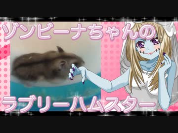 ゾンビーナのハムスターの日常。19