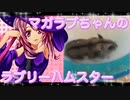 マガラブのハムスターの日常19