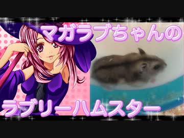 マガラブのハムスターの日常19