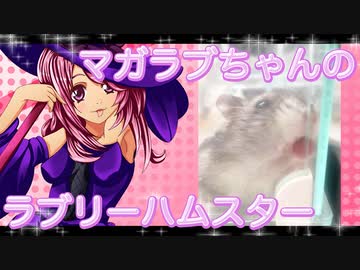 マガラブのハムスターの日常20