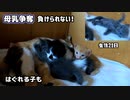 必見！子猫たちの可愛いフミフミ【母乳は譲れない】