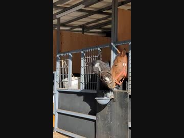 ホモと見る隣にキチガイがいても動じない馬