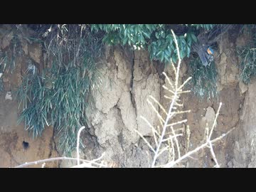 巣穴に入るカワセミ