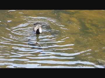 カワウが珍しい動き