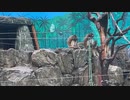 雨天決行！ブラウンケナガクモザル大行進！