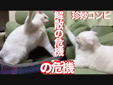 猫がへたくそコンビ、解散の危機の危機