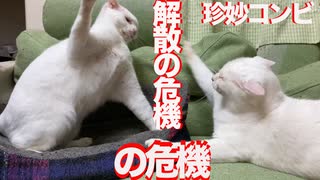 猫がへたくそコンビ、解散の危機の危機