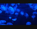 海月 feat.知声