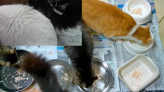 今週のおやつ（本隊）【蒼民家の猫々】