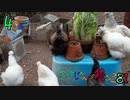変なおじさんとこの　鶏さん３８１　白菜サラダバー　６時間半の一部始終　（４０倍速です！！