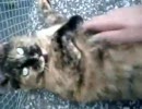 ノラぬこサビ子ちゃん『お・・・奥さん、モフらしてくださいよ』