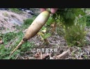 【自然農】大根収穫 #青首ダイコン #不耕起 #無肥料 #無農薬 #収穫