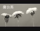 蒲公英　初音ミク　Cia