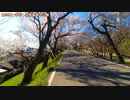 桜の開花状況報告　愛知県一宮市