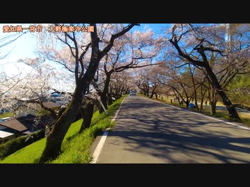 桜の開花状況報告　愛知県一宮市