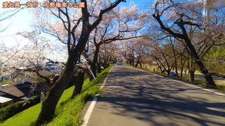 桜の開花状況報告　愛知県一宮市