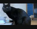 【注】こいつ等は野良猫です