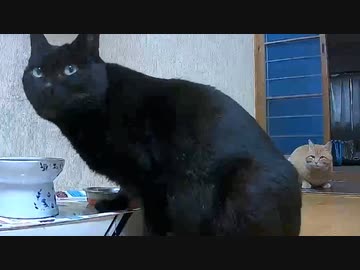 【注】こいつ等は野良猫です
