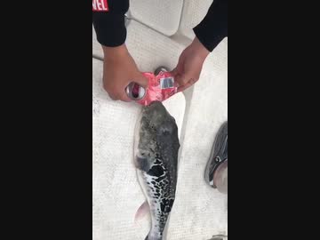 ホモと見る　3秒でわかるフグのヤバさ