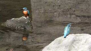 カワセミVSカワセミ