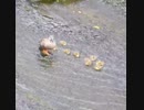 ヒナが流され全力疾走