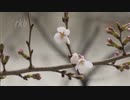 気象台がないので市長が独自に“桜の開花宣言”福岡県北九州市でもソメイヨシノが咲く