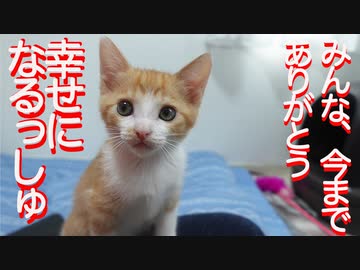 末っ子保護子猫、巣立ち前日の惜別の詩