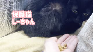 人慣れしていない保護猫にクッキーあげてみたら