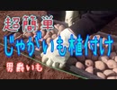 超簡単なじゃがいもの植付け方法