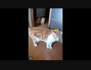 猫の戦闘能力測定器 