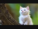 ずんだもん童話『白い猫と子どもたち』