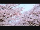 余華の一片散りにけり  feat. 知声 (Chis-A)