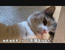 のほほん三毛猫モカちん
