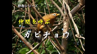 野鳥シリーズ　仲間を呼ぶ　ガビチョウ