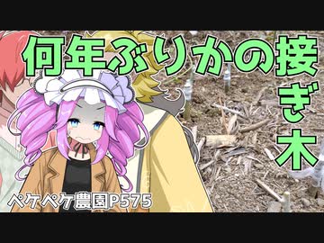 2023年3月21日　農作業日誌P575　お酒を飲みながらの動画作成しつつ、接ぎ木の解説どうするの？　VOICEVOX