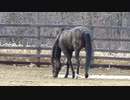 やらかしてるオジュウチョウサン 泥遊びは元気な証拠