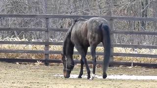 やらかしてるオジュウチョウサン 泥遊びは元気な証拠