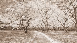 【誰得？俺得！】河口恭吾の「桜」を歌ってみた